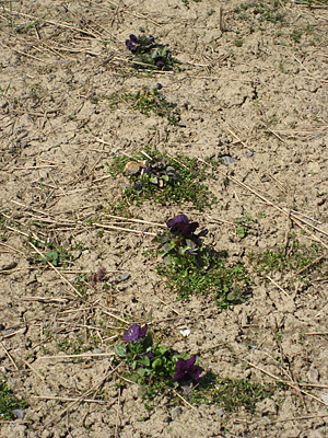 pansy mulched